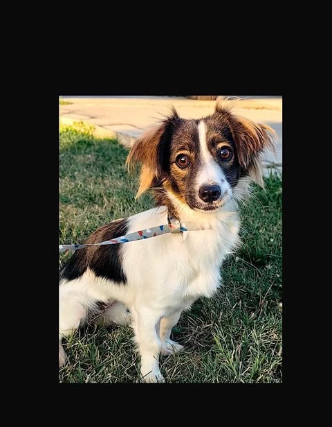 Sophie: Reserved
