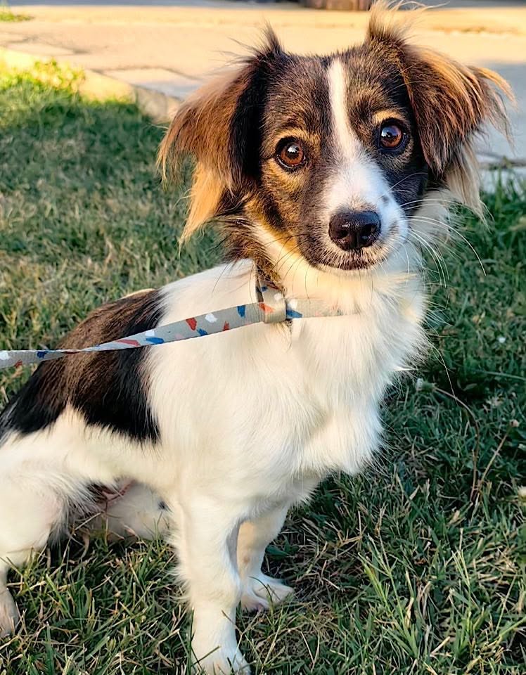 A small white dog with black and brown markings sits on green grass, wearing a patterned leash, looking up toward the camera in bright outdoor light.