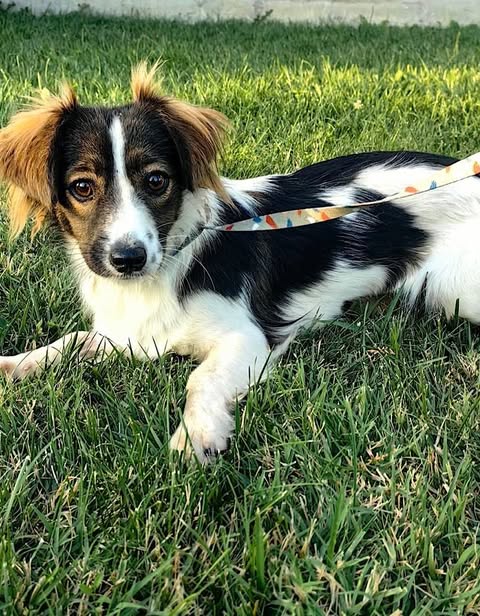 A small white dog with black patches and brown markings on its face lies on green grass, wearing a colourful patterned leash beside a concrete edge.