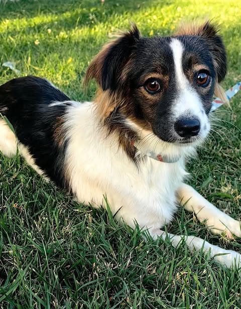 A small dog with white fur and black and brown markings lies on green grass, looking up with its front legs stretched forward in bright outdoor light.