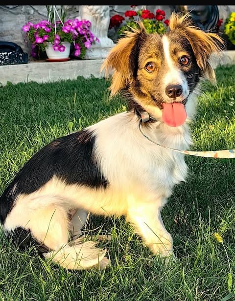 A small dog with white fur and black and brown markings sits on grass, panting with its tongue out, wearing a leash in front of potted flowers in bright sunlight.