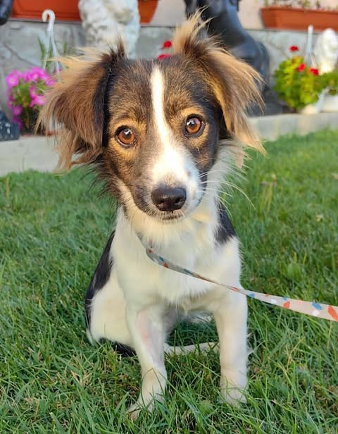 A small dog with white, brown, and black fur sits on green grass wearing a patterned leash, with potted pink and red flowers in the background.