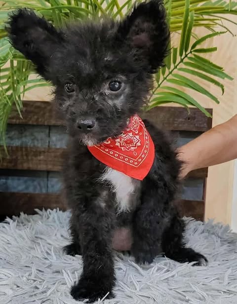 A small black puppy with curly fur and large upright ears sits on a soft grey rug, wearing a red patterned bandana while a hand gently supports it, with wooden panelling and green leaves in the background.