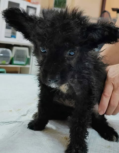 A small black puppy with curly fur and large outward‑pointing ears sits on a light surface while a hand gently supports it, with shelves of pet carriers visible in the background.