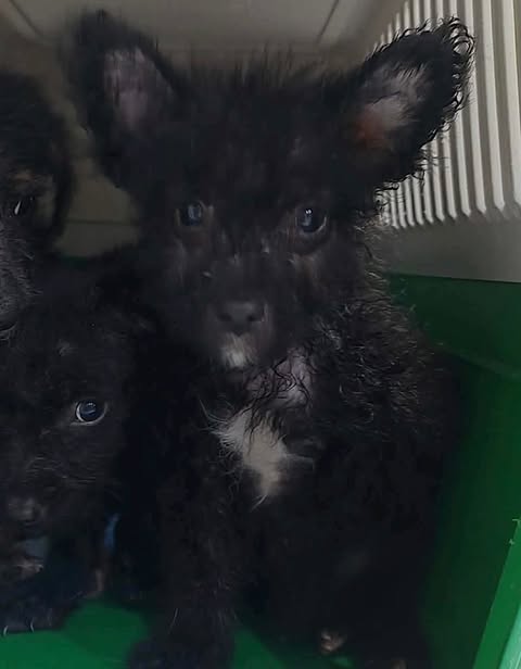 A small black puppy with curly fur and large ears sits inside a green container, looking toward the camera with a white patch on its chest while another puppy is partially visible beside it.