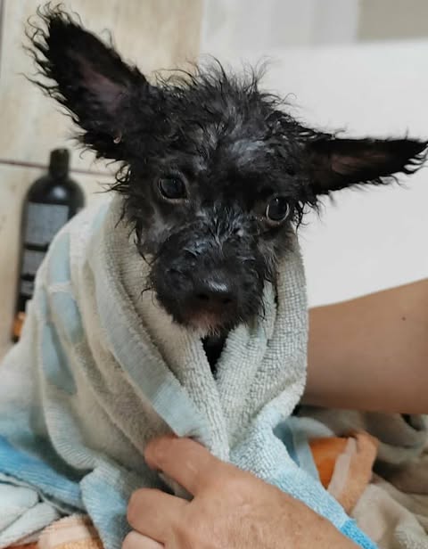 A small wet dog with dark fur and large outward‑pointing ears is wrapped in a towel while a hand gently holds it, with a grooming bottle visible on the tiled surface behind.