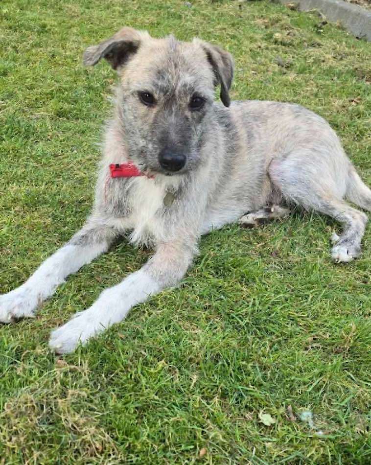 Grey and white dog lying on grass outdoors, wearing a red collar and looking towards the camera.
