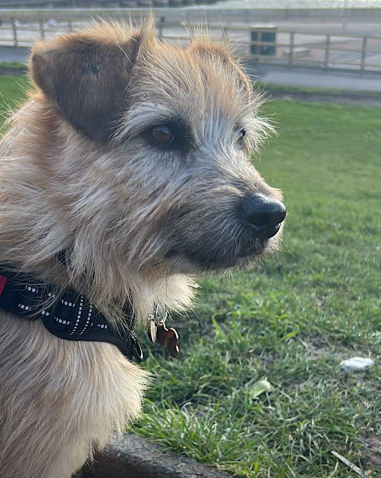 Small tan terrier-type rescue dog wearing a black harness, sitting on grass and looking into the distance outdoors.