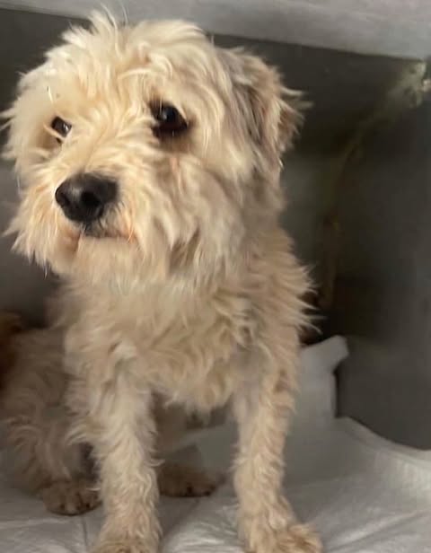 A small, cream‑coloured shaggy dog stands on a white pad inside a metal kennel, looking toward the camera with dark eyes and a slightly anxious expression.