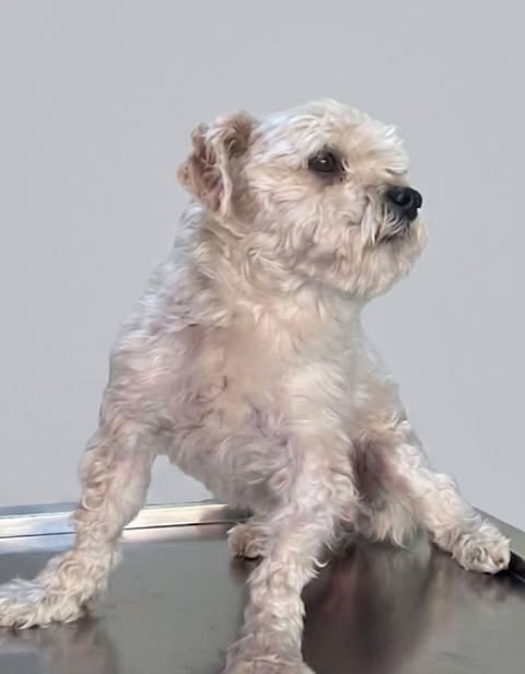 A small, light‑coloured curly‑coated dog sits on a metal examination table, looking slightly to the side against a plain grey background.