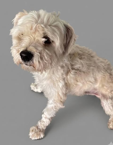 A small white curly‑coated dog stands on a plain grey background, looking slightly upward with its tousled fur framing its face.