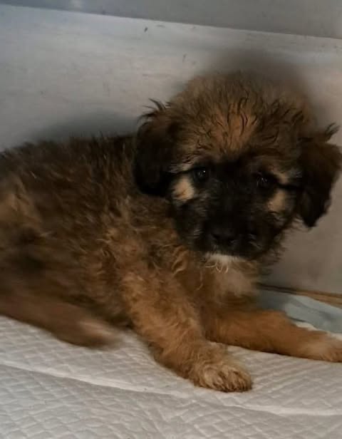 A small, fluffy light‑brown puppy with a darker face lies on a white absorbent pad indoors, looking toward the camera with soft, curly fur and dark eyes.
