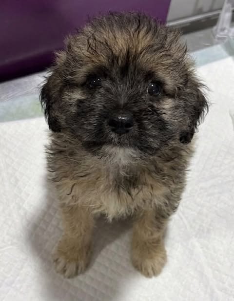 A small, fluffy brown puppy sits on a white quilted training pad against a soft purple background, looking toward the camera with dark eyes and a round, youthful face.
