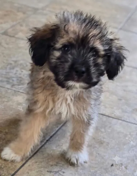 A small, fluffy puppy with tan, brown, and black fur stands on a beige tiled floor, looking toward the camera with a dark face and lighter fur on its muzzle and paws.