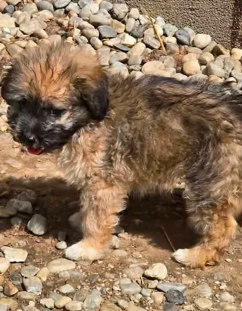 A small, fluffy puppy with brown, tan, black, and white fur stands on a surface covered in small pebbles, looking toward the camera with a darker face and lighter legs.