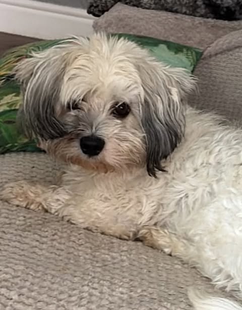 A small white and grey dog with curly, slightly tousled fur lies on a textured beige surface, resting calmly with its head turned toward the camera. A green pillow with a leafy pattern sits behind the dog, adding contrast to the cozy indoor setting.