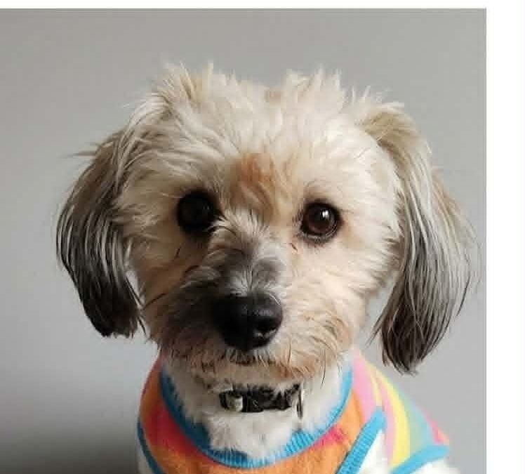 Timmy:In UK 2/6