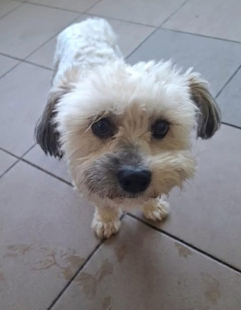 Small cream‑coloured dog with darker fur on its ears and muzzle standing on a tiled floor, looking up with an alert, curious expression; faint wet paw marks visible on the tiles.
