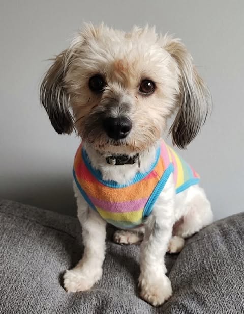 Small dog with light cream fur and darker markings on its ears and muzzle, sitting against a plain grey background and wearing a brightly coloured striped sweater.