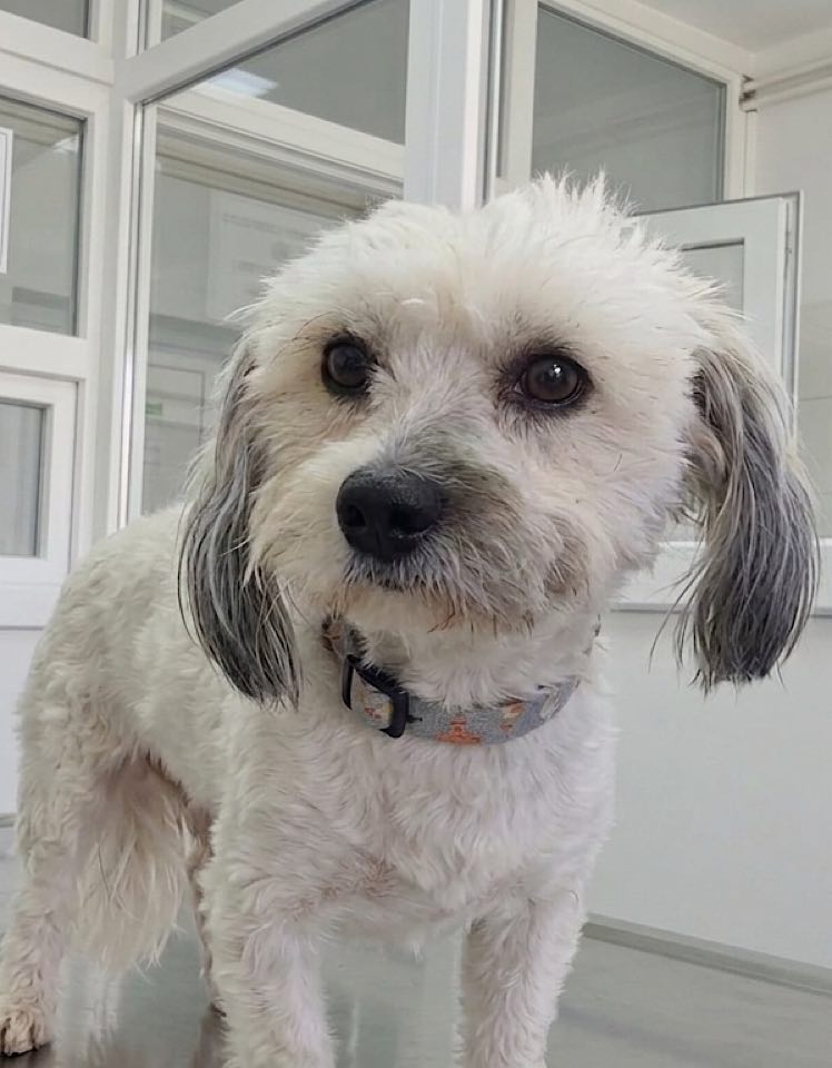 Small white dog with grey markings around its ears and muzzle, wearing a patterned collar, looking up while standing indoors in a bright, clean space with glass panels and white walls.