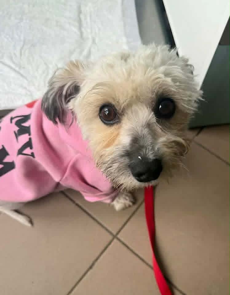 Small light‑coloured dog with grey markings on its ears and muzzle, wearing a pink hoodie and looking up toward the camera while standing on a tiled floor with a red lead attached.