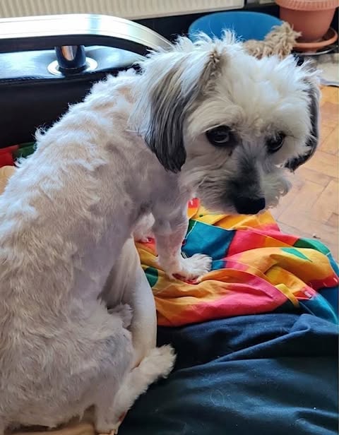 Small light‑coloured dog with darker fur on its ears and muzzle, sitting on a multicoloured blanket and looking back toward the camera in a cosy indoor setting with wooden flooring and furniture in the background.