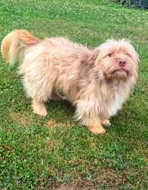 A small, fluffy dog with long light‑brown fur stands on grass, looking toward the camera with a soft, alert expression and a bushy tail raised behind it.