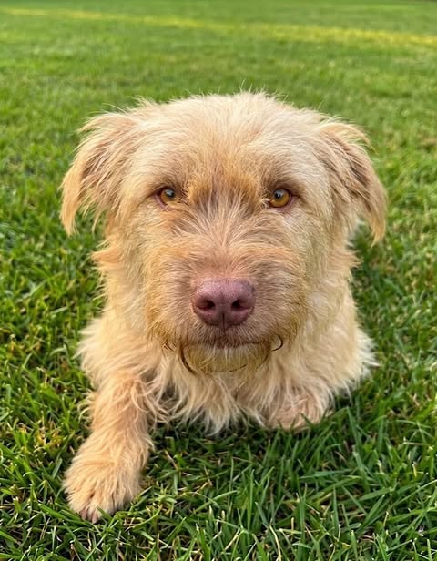 A light‑tan dog with medium‑length shaggy fur lies on green grass, looking toward the camera with amber eyes and a pink‑toned nose.
