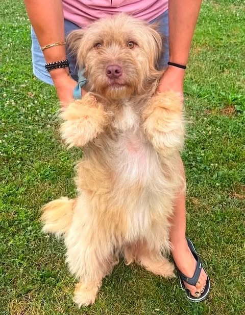 A small, fluffy light‑tan dog stands on its hind legs on grass while a person in a pink shirt and blue shorts gently holds its front paws to help it balance.