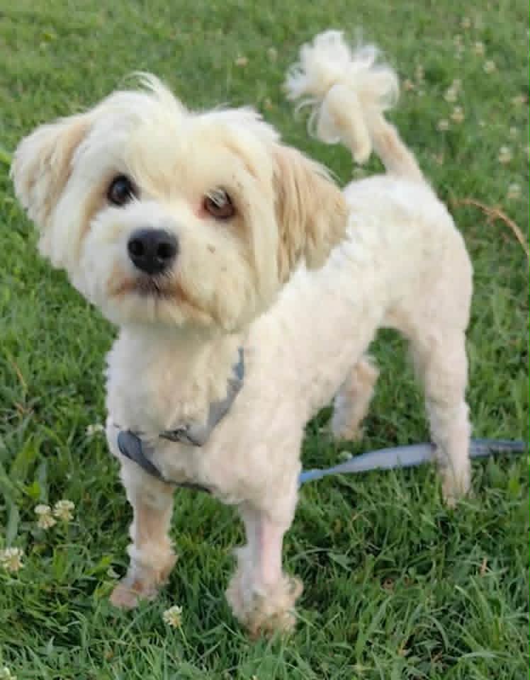 Small cream‑coloured dog with a short trim standing on green grass, wearing a harness and leash, with tiny white flowers scattered around.