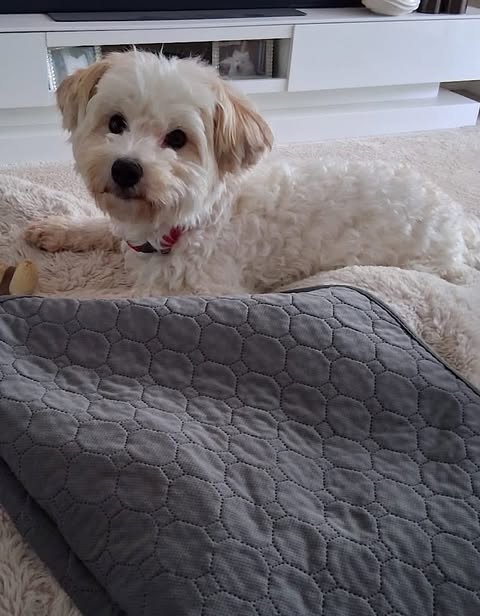 A small white dog with curly fur and light brown ears lies on a soft bed, wearing a red collar. A gray quilted blanket with a hexagonal pattern is in front of the dog, and a white entertainment unit with shelves and decorative items is visible in the background.