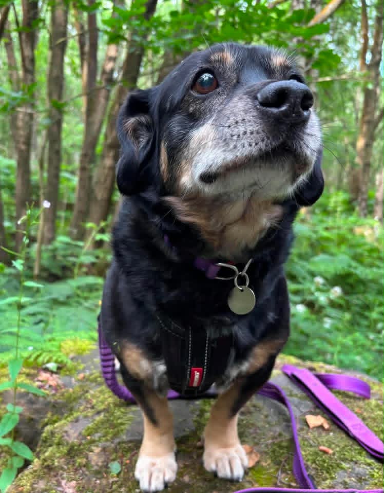 A small black‑and‑tan dog sits on a moss‑covered rock in a green woodland, wearing a black harness with a red tag. A purple leash lies beside the dog, and ferns and tall trees fill the forest background.