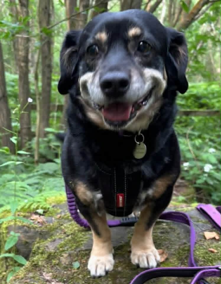 A small black‑and‑tan dog stands on a moss‑covered rock in a green woodland, wearing a black harness with a red tag. A purple leash rests on the rock, and dense foliage and tall trees fill the forest background.