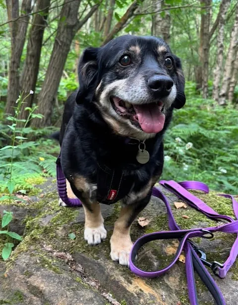A small black‑and‑tan dog stands alert on a moss‑covered rock in a lush woodland, wearing a black harness with a round ID tag. A purple leash rests beside the dog, and ferns and tall trees fill the green forest background.
