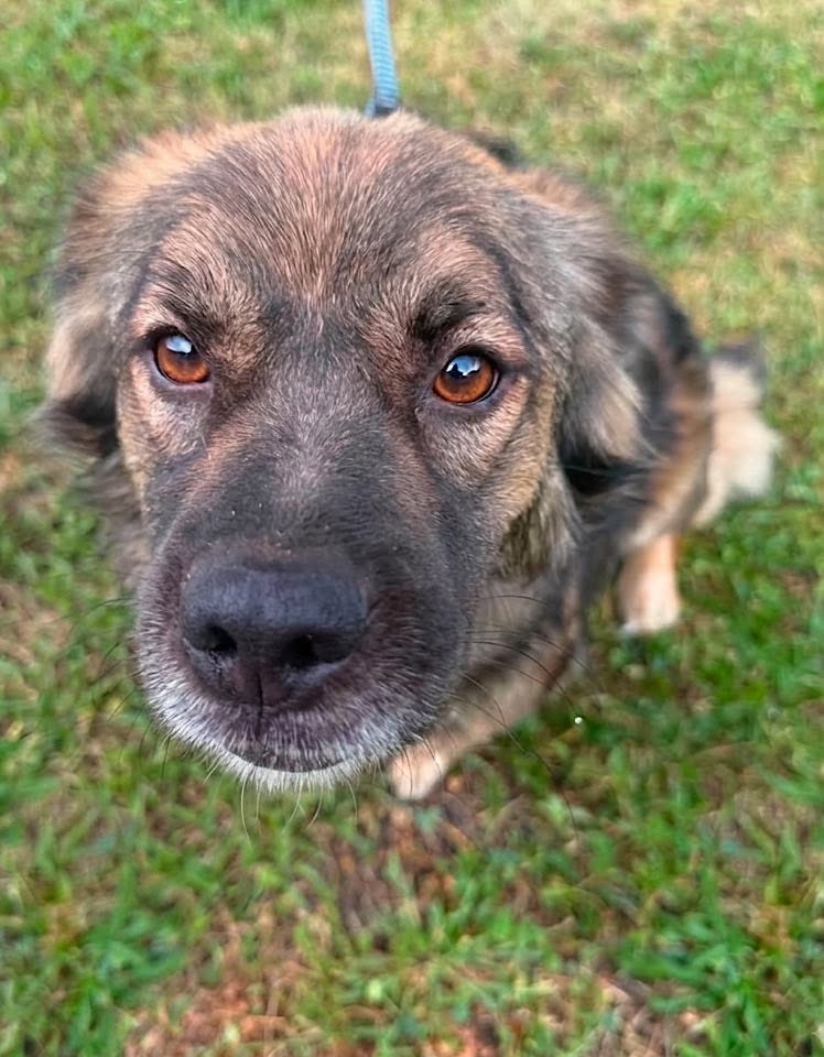 A medium‑sized dog with brown and black fur sits on green grass, looking up with an attentive expression. A blue leash is attached to its collar, and its fluffy coat and warm brown eyes are clearly visible.