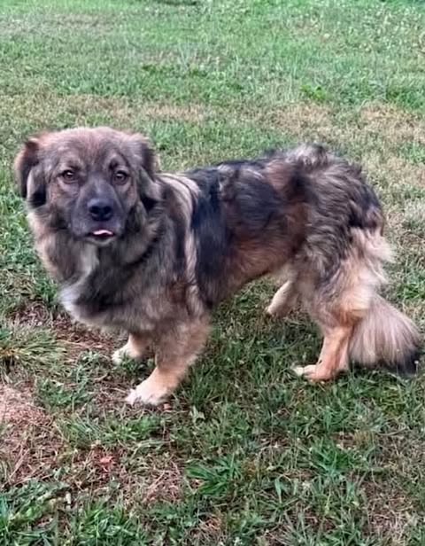 A medium‑sized dog with a thick brown, tan, and black coat stands on grass, looking toward the camera with its tongue slightly visible and tail raised.