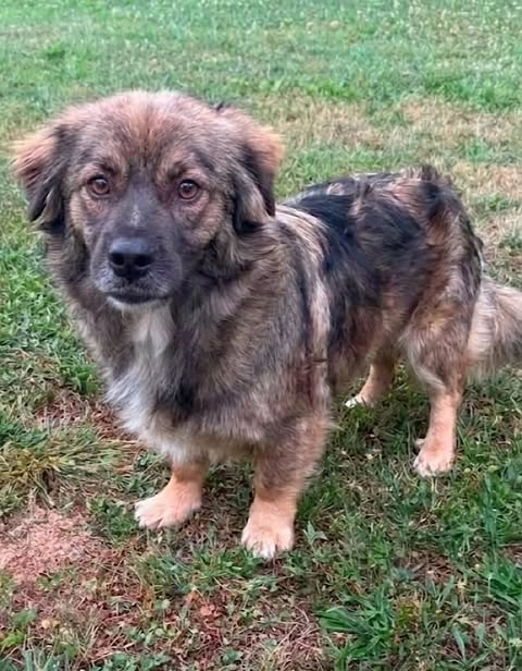 A medium‑sized dog with a thick brown, tan, and black coat and a white chest patch stands on grass, looking toward the camera with a calm, alert expression.