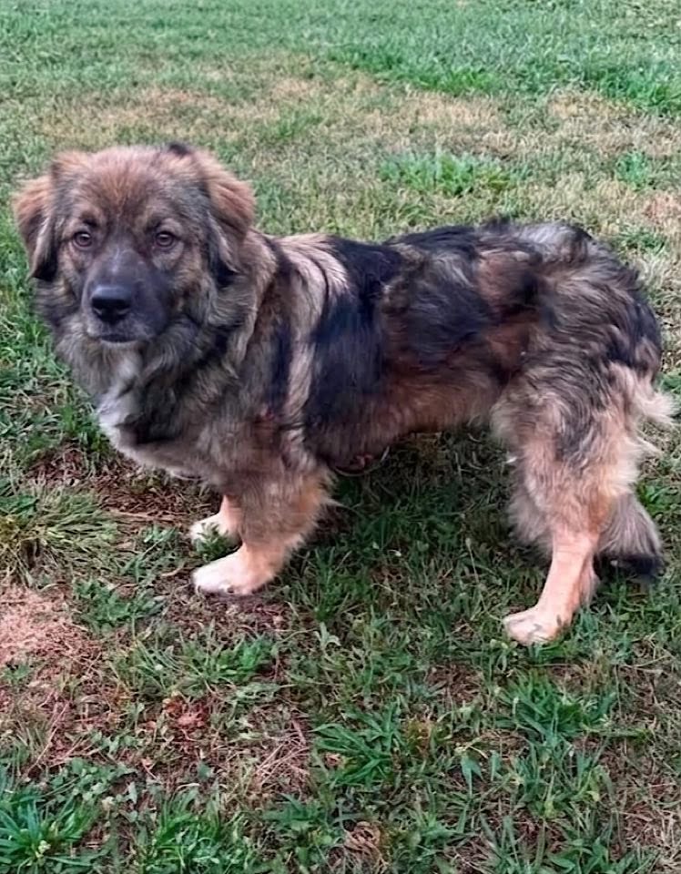 A medium‑sized dog with a thick brown, tan, and black coat stands on grass, looking toward the camera with a sturdy build and calm expression.