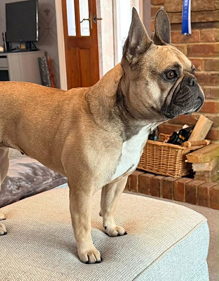 Tan and white French Bulldog standing alert on a light‑coloured upholstered seat in a cosy living room, with a brick wall, wicker log basket and a blue ribbon visible in the background.