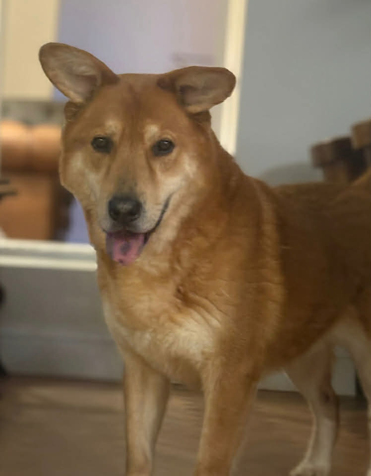 Winnie dog available for adoption