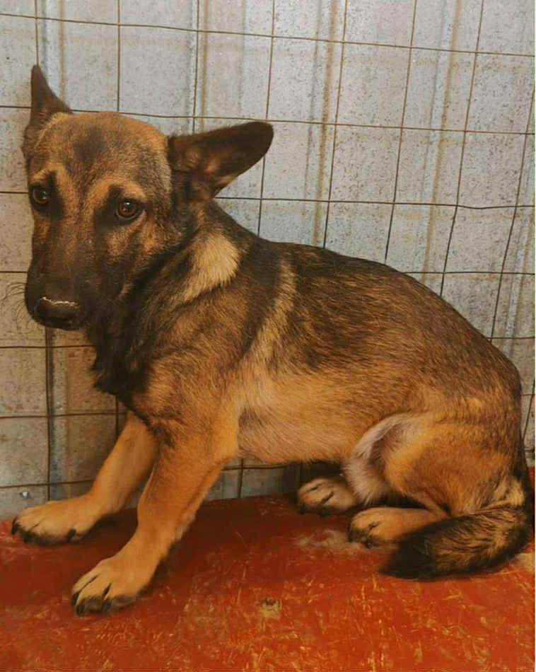 Winnie dog available for adoption