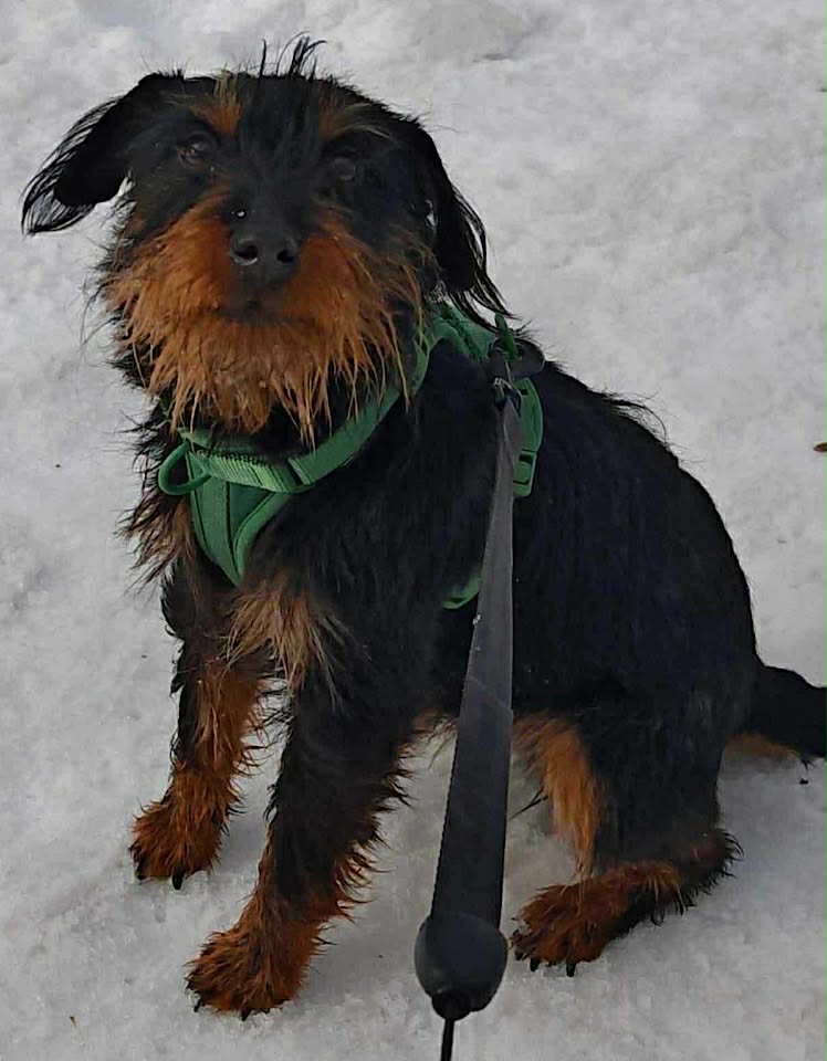 Winnie dog available for adoption