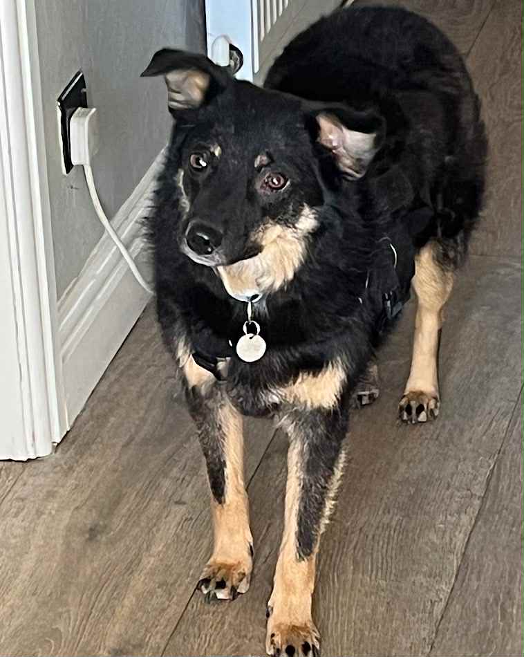 Paulie dog available for adoption