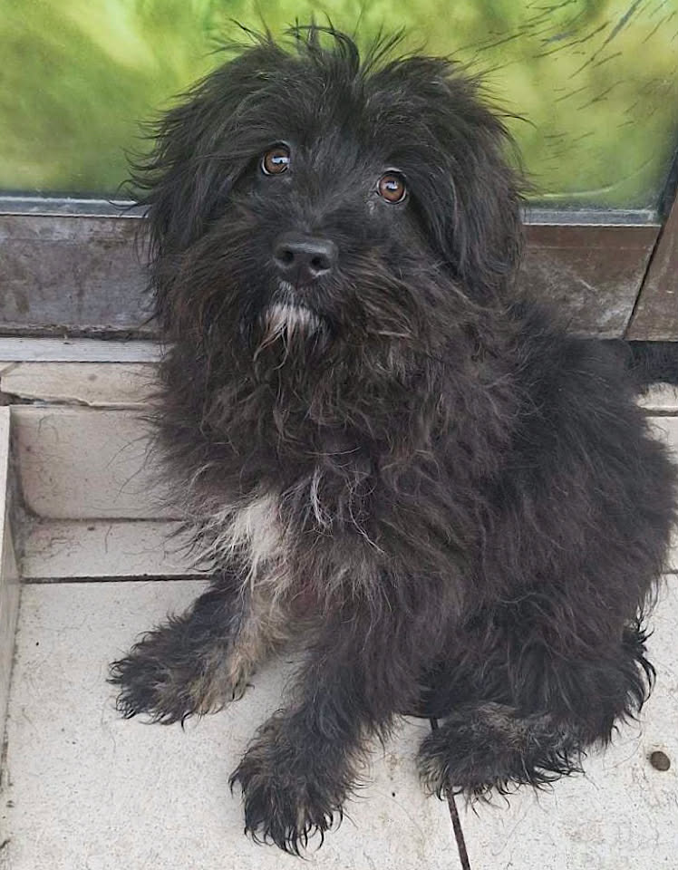 Winnie dog available for adoption