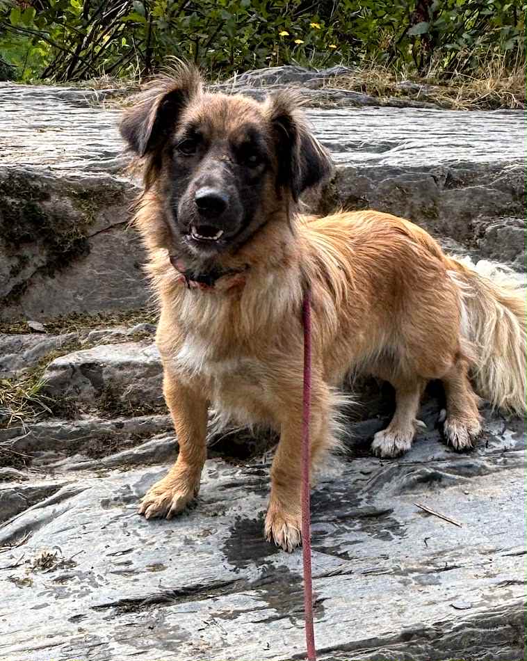 Paulie dog available for adoption