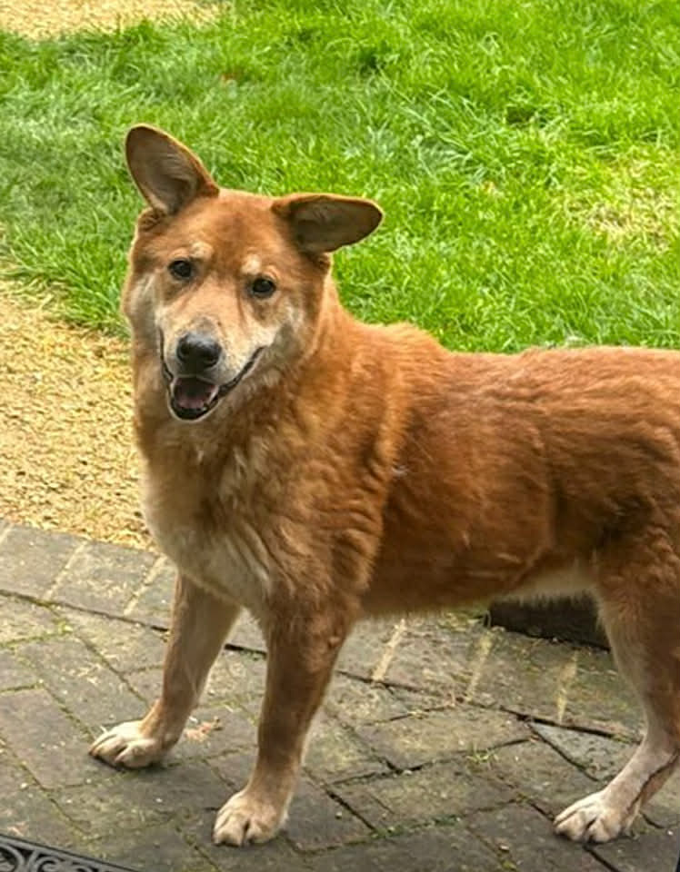 Paulie dog available for adoption