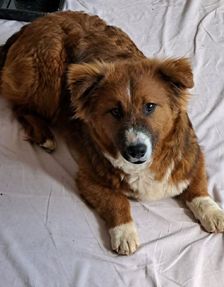 Winnie dog available for adoption