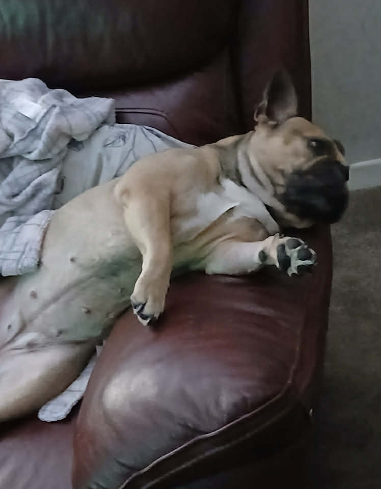 Paulie dog available for adoption