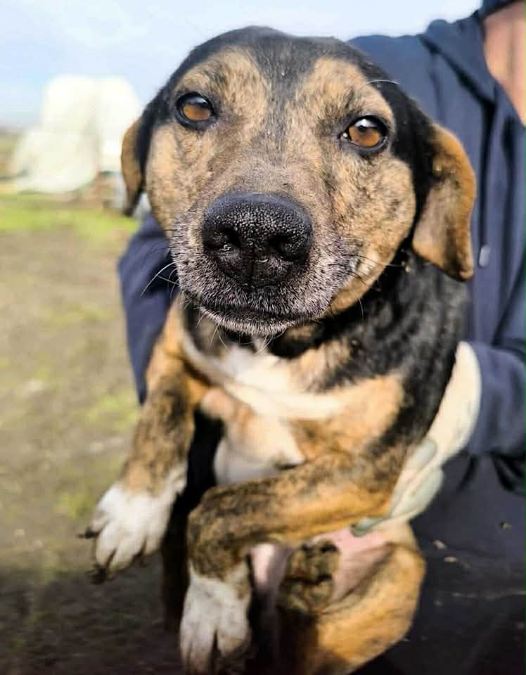 Paulie dog available for adoption