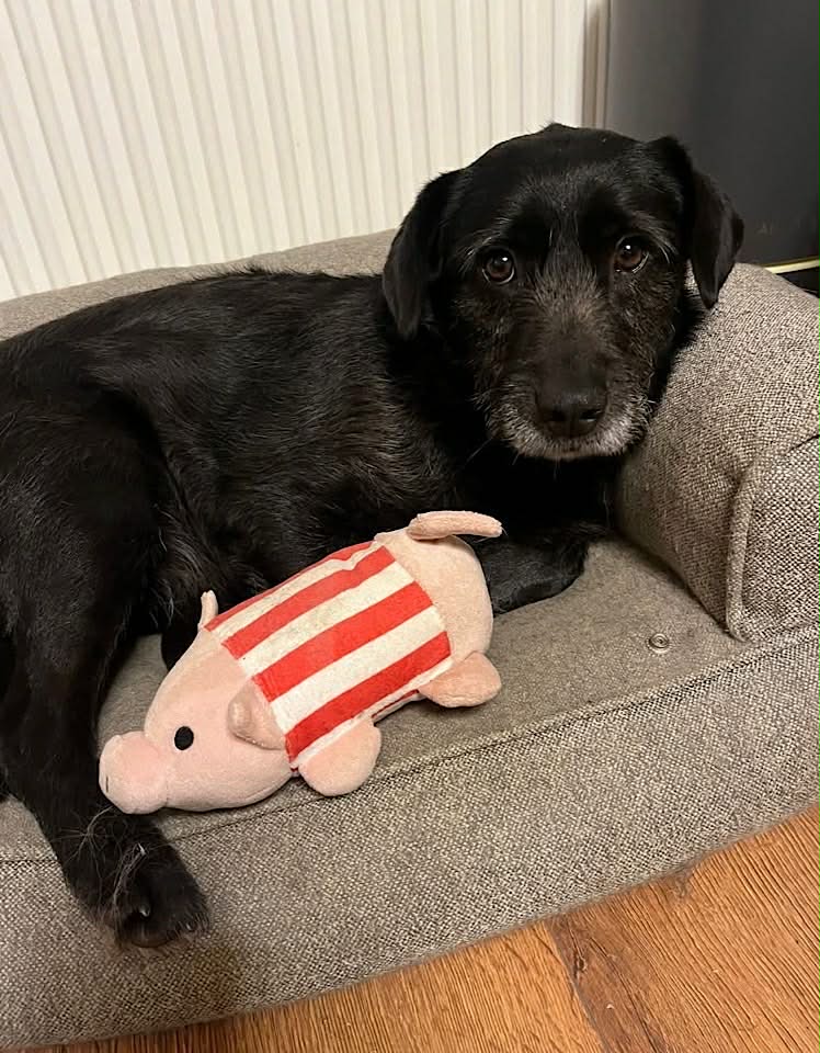 Paulie dog available for adoption